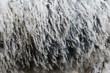 Sheep fur texture. Macro.