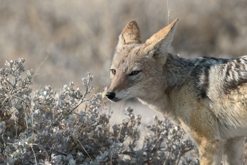 Black-backed jackal, Canis mesomelas