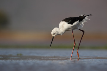 Black-winged stilt, Himantopus himantopus,