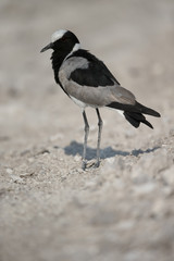 Obraz premium Blacksmith plover or lapwing, Vanellus armatus