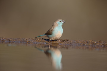 Blue waxbill or blue-breasted cordon-bleu, Uraeginthus angolensi