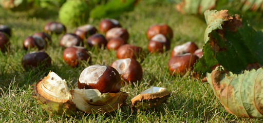 Marron dans sa bogue