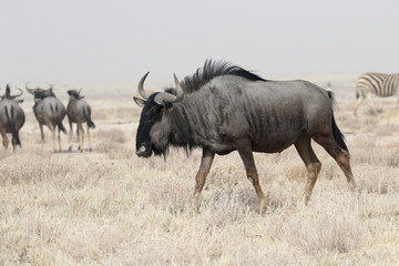 Blue Wildebeest, Connochaetes taurinus