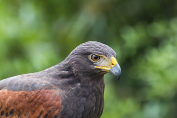 Harris Hawk
