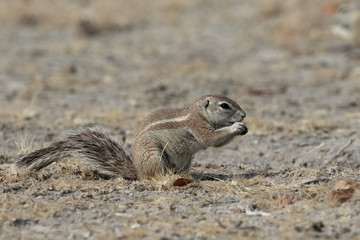 Fototapeta premium Cape ground-squirrel, Xerus inauris,