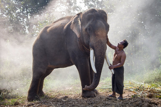 Asian man With his big elephant