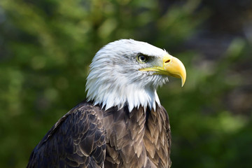 Weisskopfseeadler