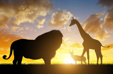 Silhouette of a Lion with Giraffes and Antelope at sunset