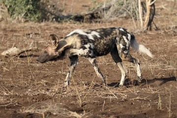 Fototapeta premium African cape hunting dog, Lycaon pictus