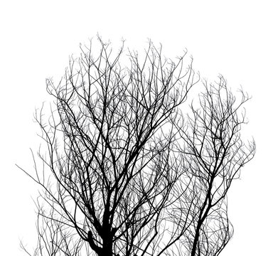 Tree Twigs Silhouette isolated on white