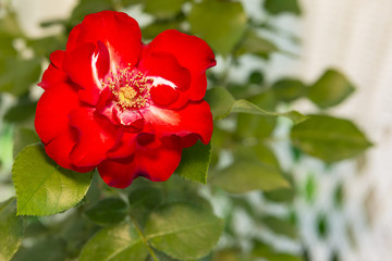 beautiful red rose with green leaves on a white background