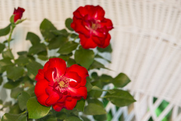 beautiful red roses with green leaves on a white background
