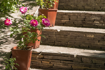 Fototapeta na wymiar the stone ladder decorated by flowerpots with red roses
