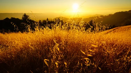 Tuinposter Golden Field in foothills of Santa Cruz Mountains, Sunset - Long Ridge Open Space Preserve, California © nathanallen