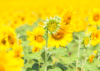 Obraz premium Field with sunflowers