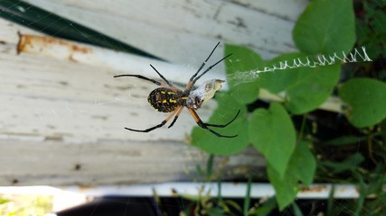 Spider Weave Zig Zag Web