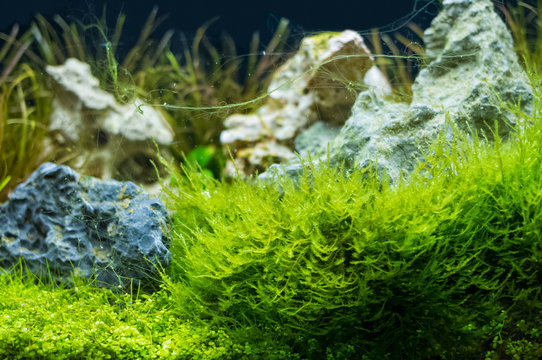 image of of aquatic plant in fish tank