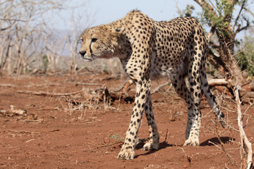 Fototapeta na wymiar Cheetah, Acinonyx jubatus