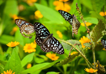 Obraz premium Once in my Garden