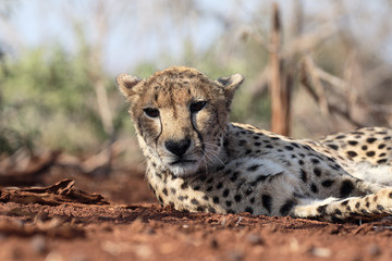 Cheetah, Acinonyx jubatus