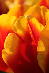 Red and Yellow Tulip Petal Close Up