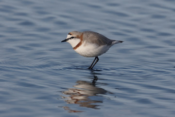 Fototapeta premium Chestnut-banded plover, Charadrius pallidus