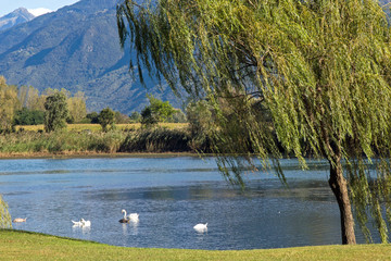 Como lake, swans