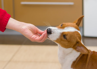 Always hungry basenji licks master's hand in a kitchen