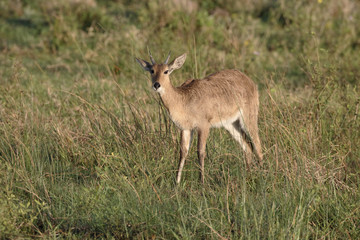 Common or Southern reedbuck,  Redunca arundinum