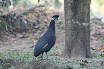 Crested guineafowl, Guttera pucherani,