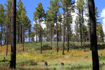 Pine Tree Forest with Blue Sky 