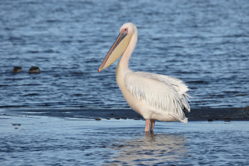 Eastern-white pelican, Pelecanus onocrotalus