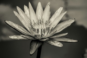 Close Up Water Lily Back and White Photography 