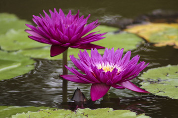 Magenta Water Lilies 