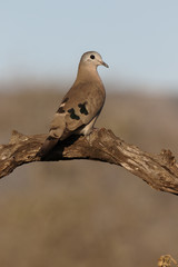 Emerald-spotted wood dove, Turtur chalcospilos