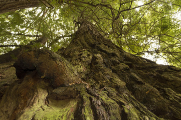 Fototapeta premium Gnarled View