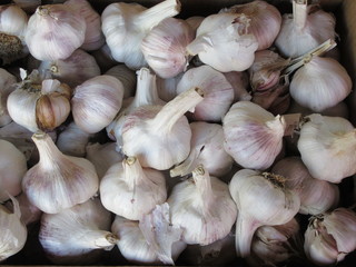 Garlic