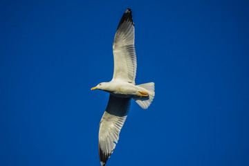 Seagull flying