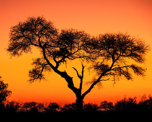 Silhouetted Tree at Sunset