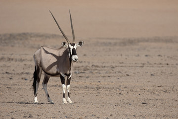 Gemsbok,  Oryx gazella