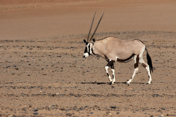 Gemsbok,  Oryx gazella