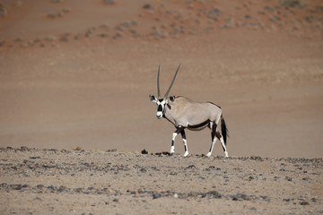 Gemsbok,  Oryx gazella