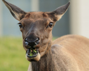Elk Chewing Grass 