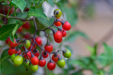 Cowberry Shrub