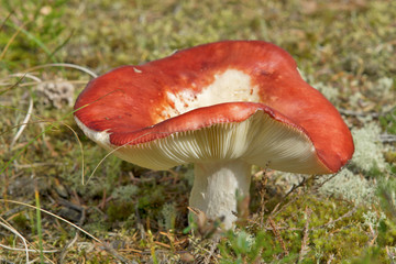 Kirschroter Speitäubling - Russula emetica - Kirschroter Täubling