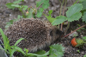 Hérisson commun (Erinaceus europaeus) © Emmanuelle KUHN