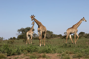 Giraffe, Giraffa camelopardalis