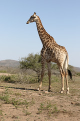 Obraz na płótnie Canvas Giraffe, Giraffa camelopardalis