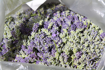 Lavender