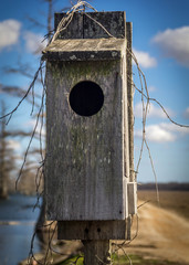 This is for the birds... or ducks...